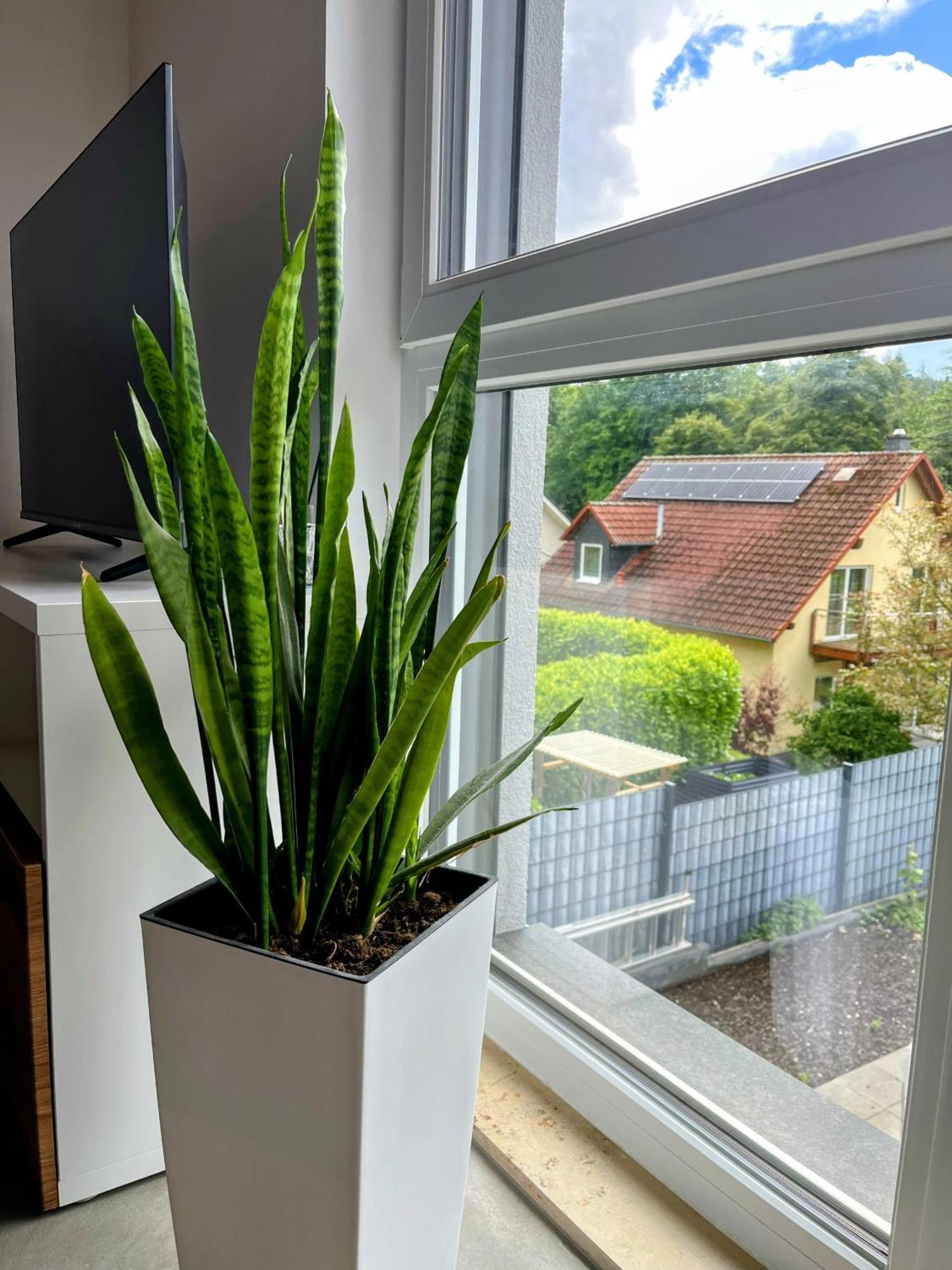 Modernes Apartment Am Waldrand Geisenheim Exterior foto